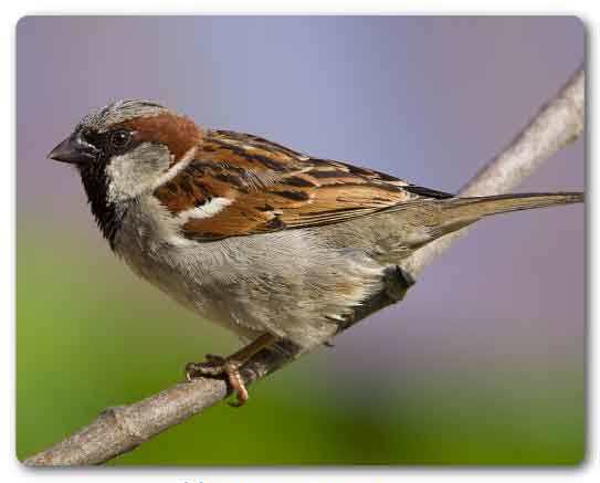 Delhi State bird, House sparrow, Passer domesticus
